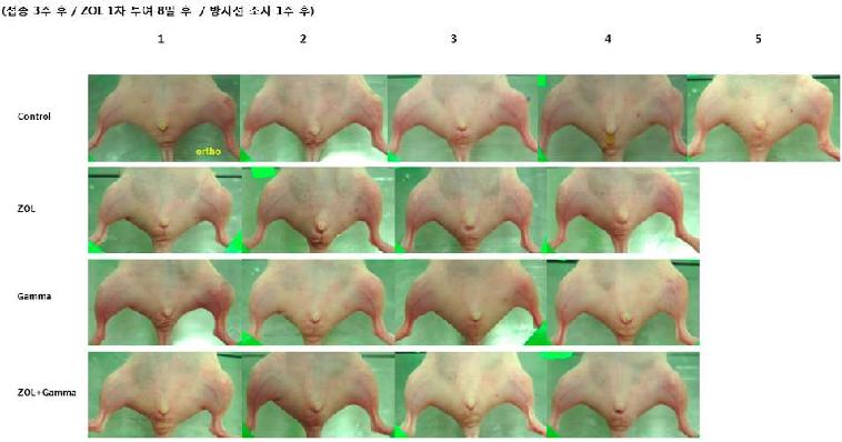 Fig. 9. 세포 접종 3주후의 orthotopic mouse model