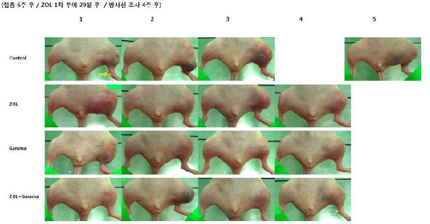 Fig. 10. 세포 접종 6주후의 orthotopic mouse model