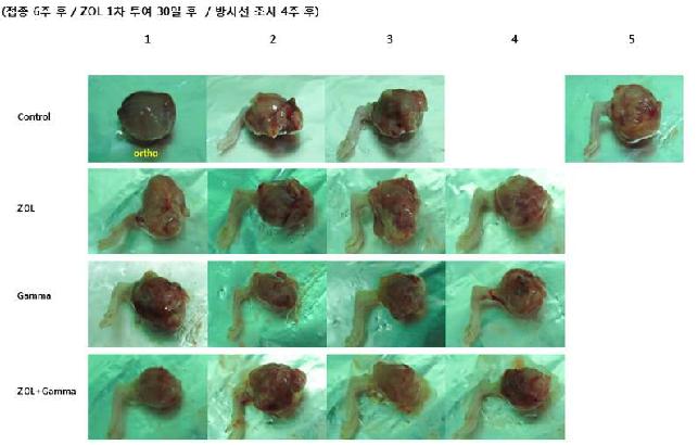 Fig. 11. Gross tumor size