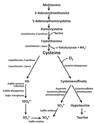 Figure 7. Simplified scheme of methionine and cysteine metabolism to taurine and inorganic sulfur. (reference no. 13)