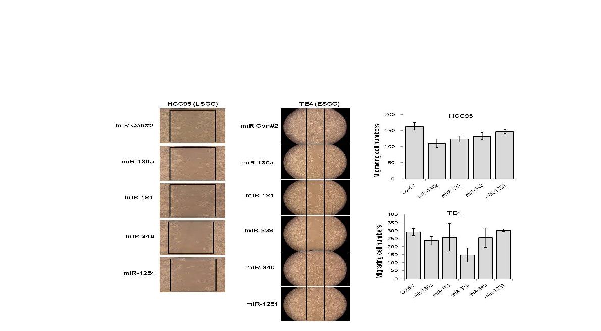 그림 6 wound healing assay를 통한 miRNA mimic 처리 후 cell migration변화