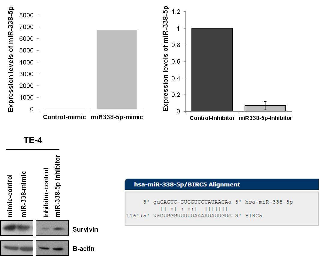 그림 8 miR-338-5p 발현 조절을 통한 survivin의 세포내 발현변화 확인