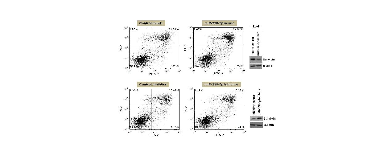 그림 10 miR-338-5p에 따른 apoptosis의 변화