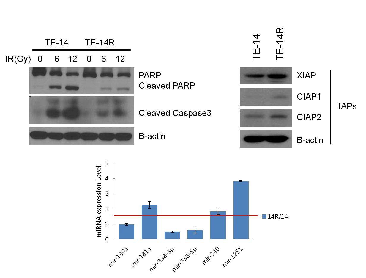 그림 13 TE-14R cell line characterization