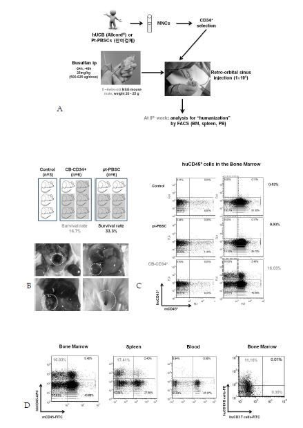 Figure 2. Pilot study to generate humanized mice. (A) Scheme of human hematopoietic stem cell transplantation to NSG mice. (B) Representative images of NSG mice sacrificed 8 weeks after transplantation. (C & D) 8 weeks after transplant, MNCs derived from humanized NSG mice were stained with anti-hCD45, anti-hCD3 and anti-hCD19 antibodies and the percentages of cells were analyzed by flow cytometry.