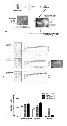 Figure 3. Human cell reconstitution of NSG mice transplanted with UCB-derived CD34+ cells. (A) Scheme for generating humanized NSG mice. Levels of human CD45+ cells (B) and reconstitution of h-B cells (C) in mouse tissues of humanized NSG mice at different times after transplantation. Bone marrow, spleen, and blood were isolated from the humanized NSG mice and MNCs isolated from each organ were stained and subsequently analyzed. The percentages were represented by mean±SEM in humanized mice.