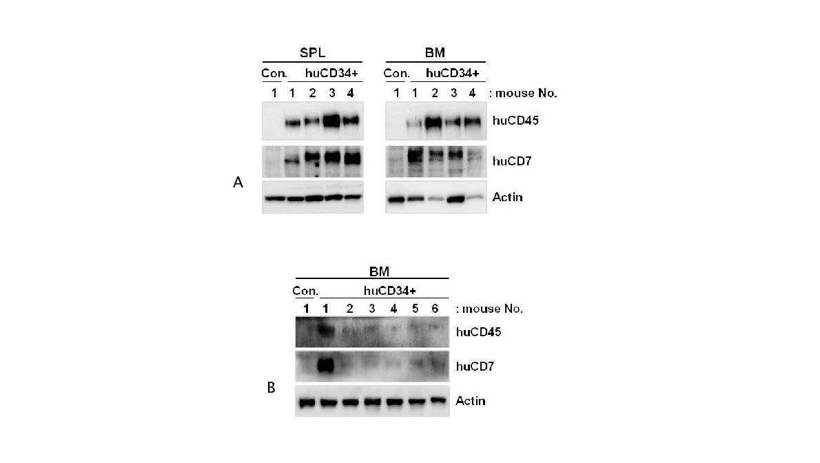 Western blot analyses of huCD45 and huCD7 expression levels in CD34+ HSC-engrafted NSG mice.
