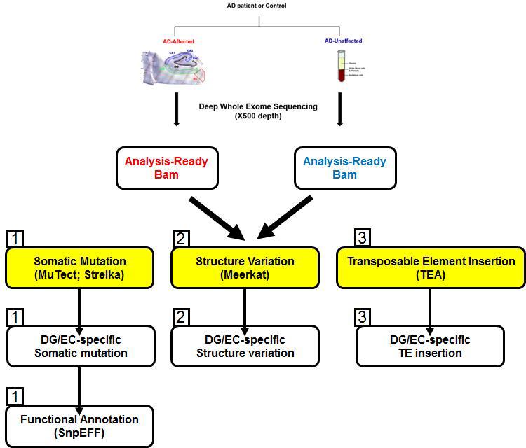 AD 환자의 somatic mutation 분석을 위한 전체적인 분석 파이프라인