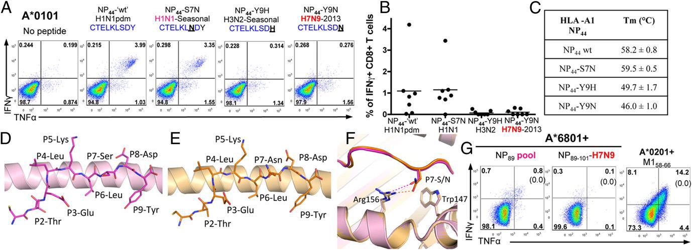 H7N9 escape mutants(A–-F) The Y9N mutation in the immunodominant H7N9 NP44 peptide abrogates CTL recognition by reducing thermal stability