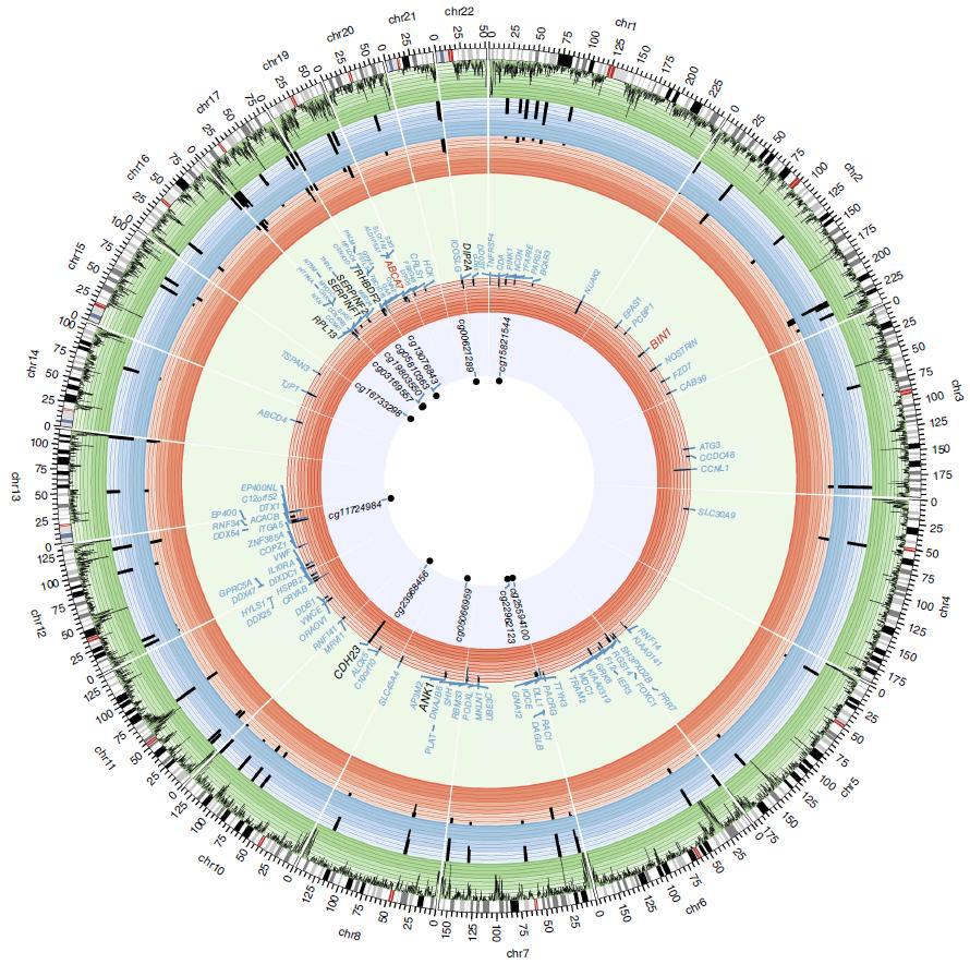 Brain에서 Genome-widely DNA methylation에 영향을 받을 수 있는 유전자 지도