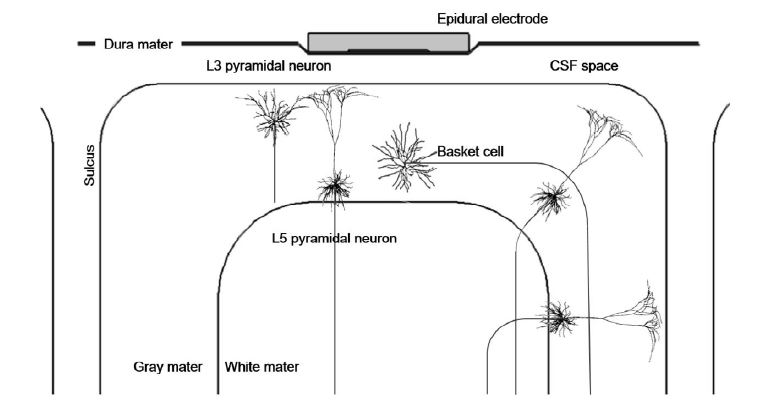대표적 신경세포 분포와 대뇌 피질과 수직 방향으로 위치한 피라미드 뉴런 도식