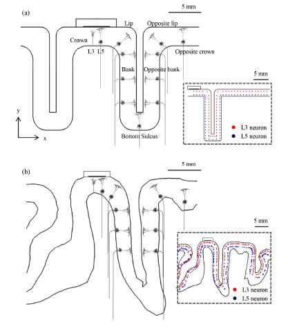 단순 뇌모델(a)와 정교 뇌모델(b)에 분포된 3층/5층 피라미드형 뉴런 모델의 형태와 위치에 따른 축색 돌기(axon)의 방향; 오른쪽 삽화는 뉴런들의 체세포(samata) 분포도