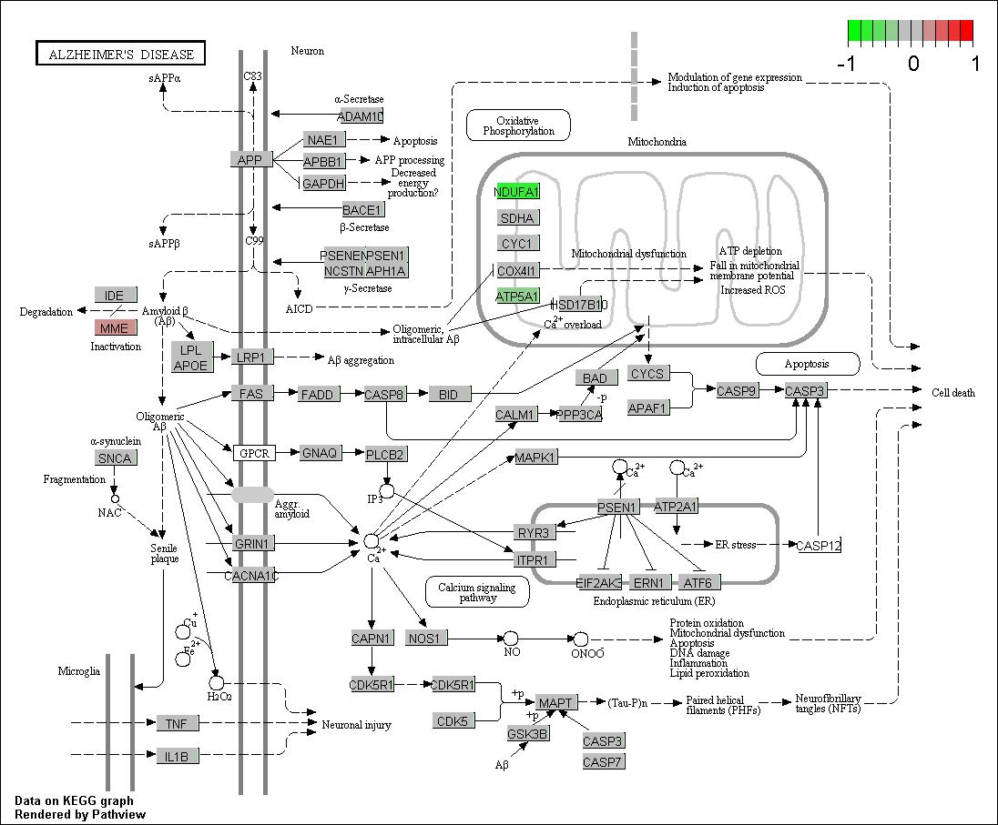 KEGG pathway를 이용한 노인성질환인 알츠하이머 패스웨이 분석