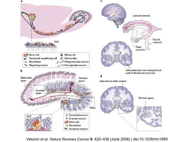 성인 뇌의 Subventricular Zone(SVZ)과 Dentate Gyurs(DG)에 존재하는 성체 뇌 줄기세포.