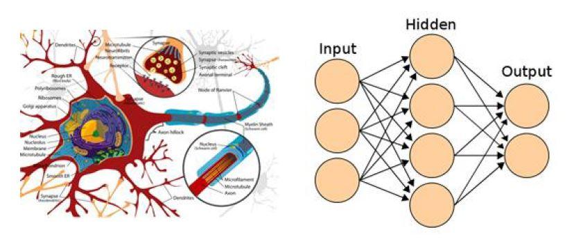 인공신경망의 배경이 되는 인간 뇌 구조의 정보처리 개념(좌) 및 3계층 인공 신경망 구조(우)