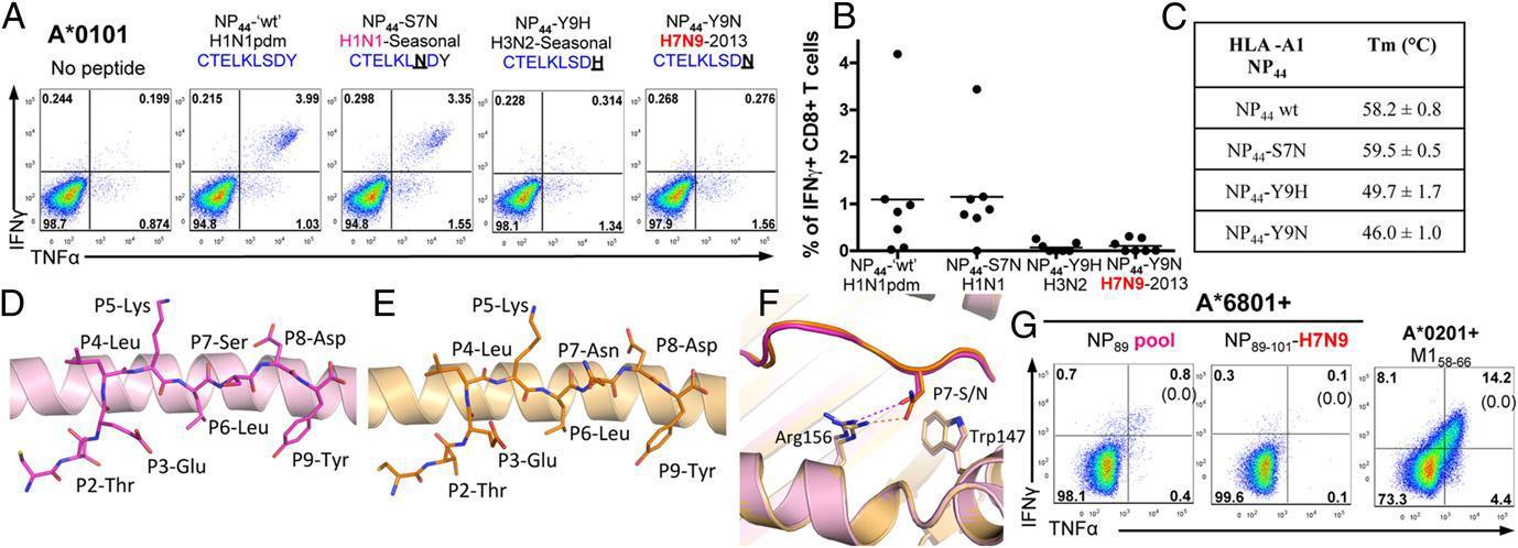 H7N9 escape mutants(A–-F) The Y9N mutation in the immunodominant H7N9 NP44 peptide abrogates CTL recognition by reducing thermal stability.