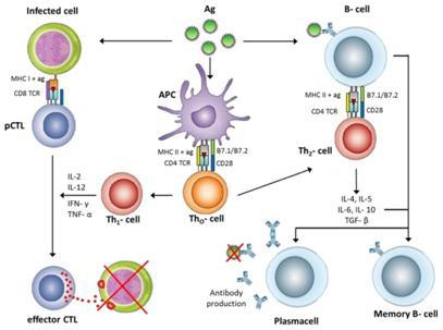 Overview of the adaptive immune response
