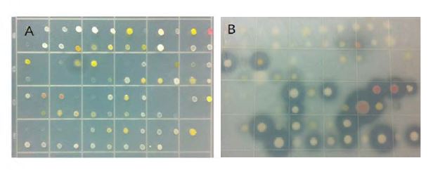 그림 3-1-4. 극지 미생물자원의 생리특성 분석. A) 극지 미생물자원의 온도에 대한 성장 반응 분석, B) 극지 미생물자원의 세포외단백질분해효소 생성 분석