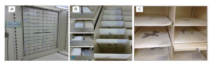 그림 3-2-1. 생물 표본 보관을 위한 수장고 설치. A) 생물표본 관리용 캐비닛, B) 선태식물 표본 보관 모습, C) 해조류 표본 보관 모습