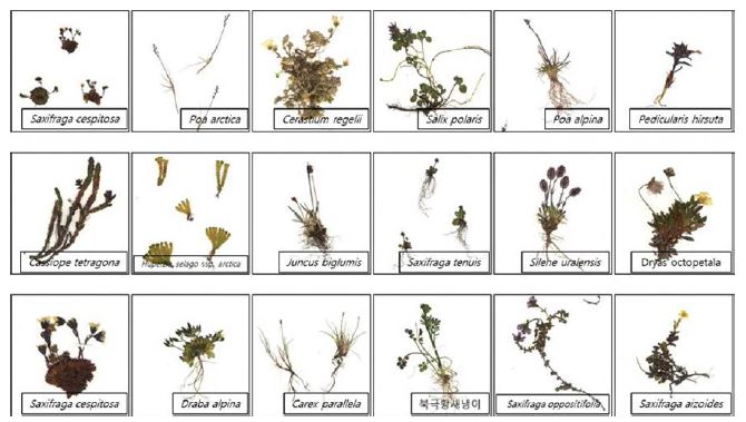 그림 3-2-5. 표본관에 보유중인 육상관속 식물 표본들