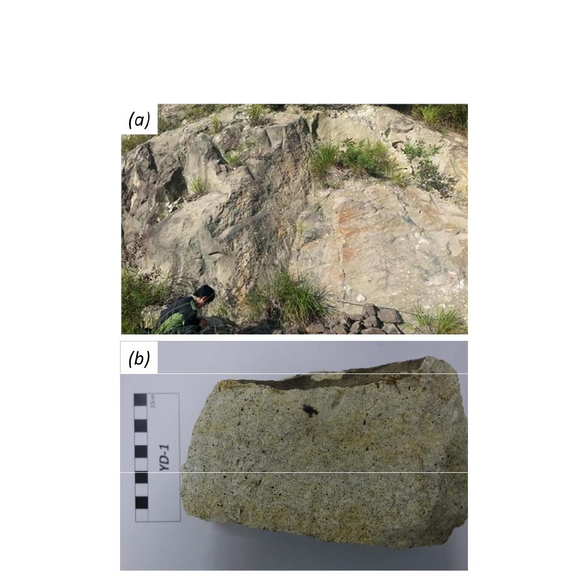 양북면 일대에 분포하는 (a) 표품 YD-1의 노두 사진; (b) 암석 사진