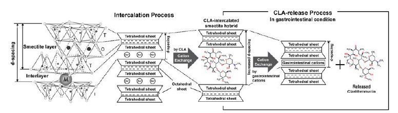 Illustration of clarithromycin (CLA)-intercalation into the Na-smectite interlayer and its controlled release from the CLA-intercalated smectite hybrid in the simulated gastrointestinal condition by cation exchange reaction