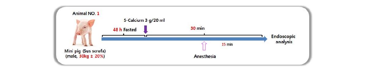 칼슘 스멕타이트(S-Calcium) 3g/20㎖ 용량 1회 투여 후, 15분 활동-15분 마취 후 위벽 도포 상태 확인