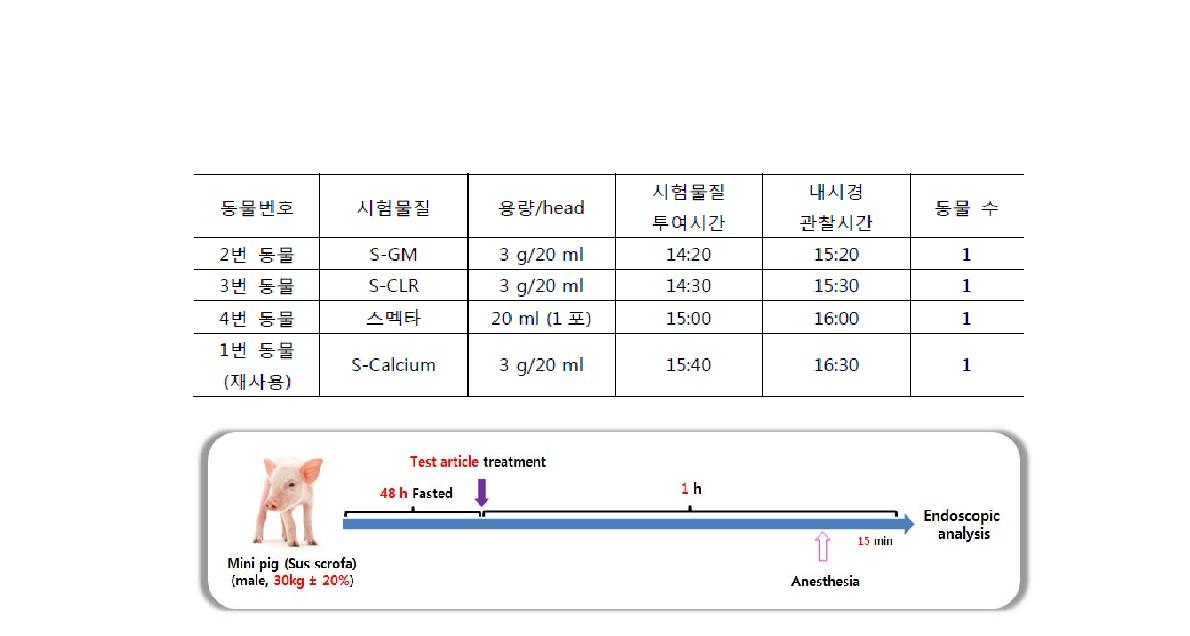 S-Gentamicin, S-Clarithromycin, 스멕타(대웅), S-Calcium 각각 3g/20㎖ 1회 투여 후, 위벽 도포 상태 확인