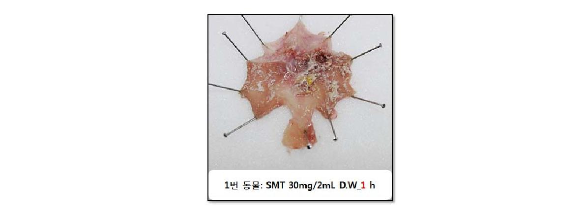 Gastric distribution of the S-calcium in rat