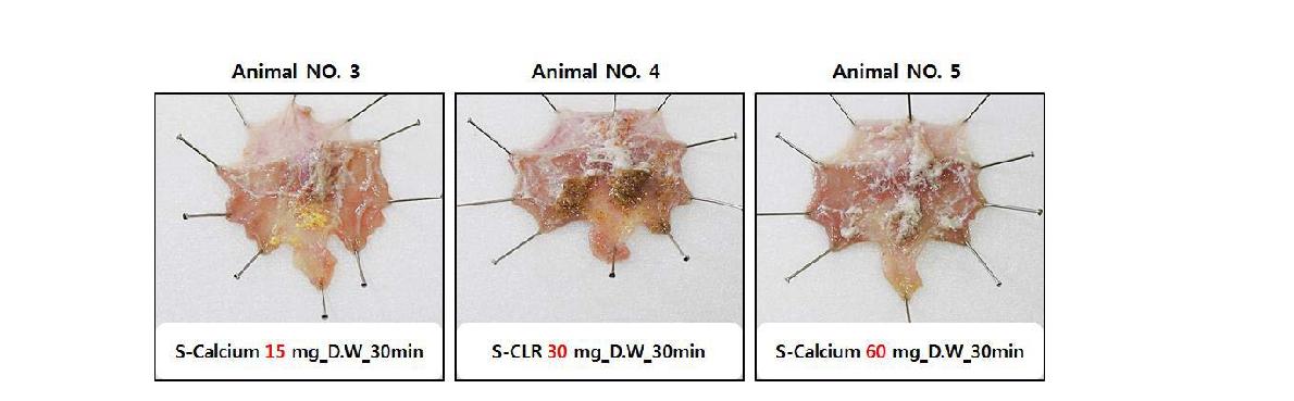 Gastric distribution of S-calcium and S-clarithromycin (S-CLR) with different concentration at 30 minutes after administration (Animal No.3~5). Samples were mainly coated at the proximal portion of the stomach and someaggregation was found at higher concentration (Animal No. 5)