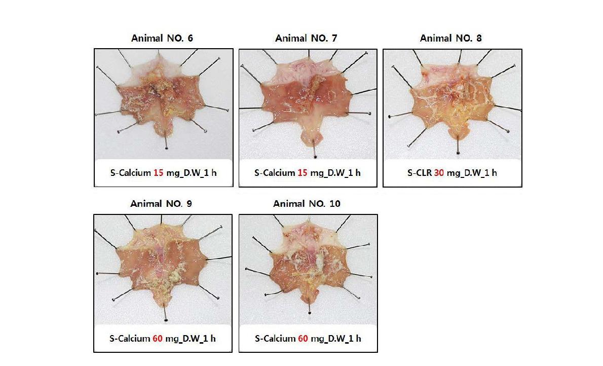Gastric distribution of S-calcium and S-clarithromycin (S-CLR) with different concentration at 60 minutes after administration (Animal No. 6~10). Samples were mainly coated at the more distal portion of the stomach. There wasnot very much of the sample left at lower concentration (Animal No. 6 and 7)