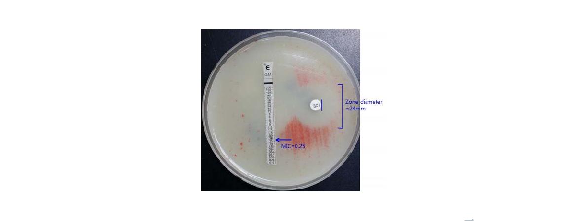 Example of E-test and disc diffusion test (DDT).