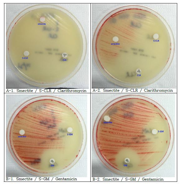 Disc diffusion test of antibiotic-intercalated smectite. Smectite-Clarithromycin (S-CLR) disc had a similar antimicrobial effect with clarithromycin (CLR) disc (A-1, A-2), and Smectite-Gentamicin (S-GM) disc also had a similar antimicrobial effect with gentamicin (GM) disc (B-1, B-2). However, smectite discs had no antimicrobial effect.