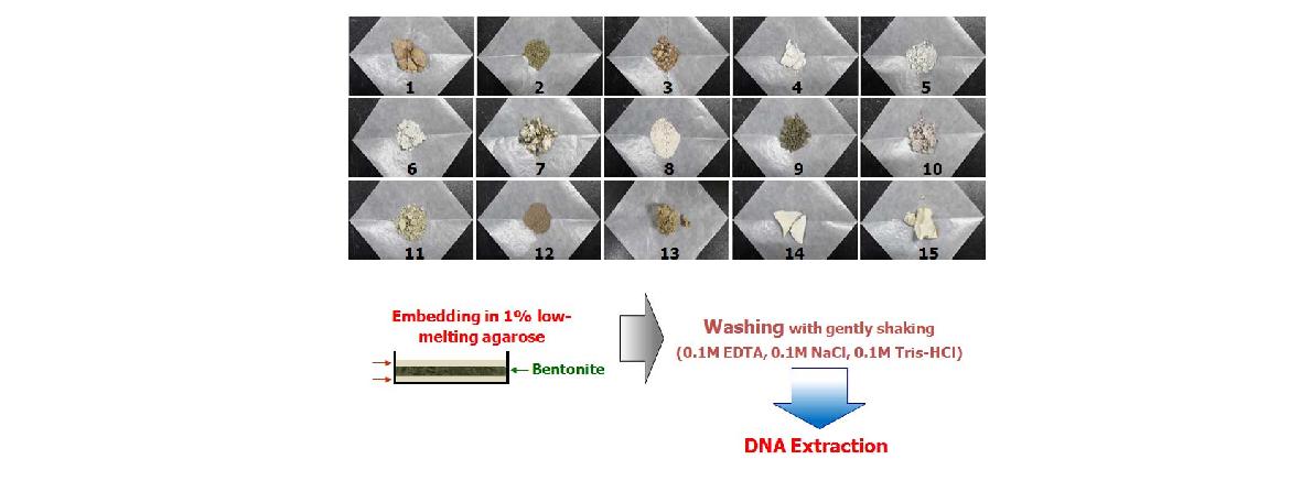 점토광물 원광으로부터 미생물의 메타게놈을 추출하는 방법