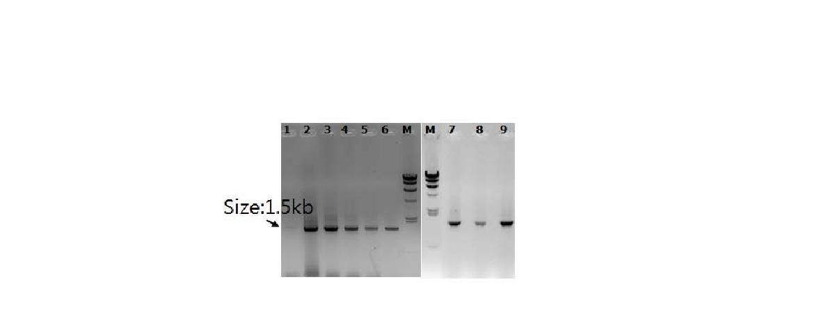 미생물 동정용 16S rDNA 유전자의 증폭 결과