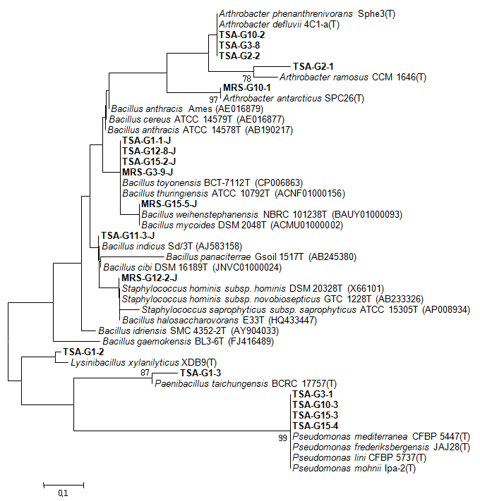 점토광물 원물유래 발굴 미생물의 16S rDNA 염기서열 분석결과를 바탕으로 작성한 phylogenetic tree