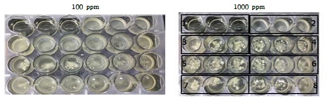 주관기관 제공 6종 점토광물이 Staphylococcus aureus KCTC 1621균주의 생육에 미치는 영향