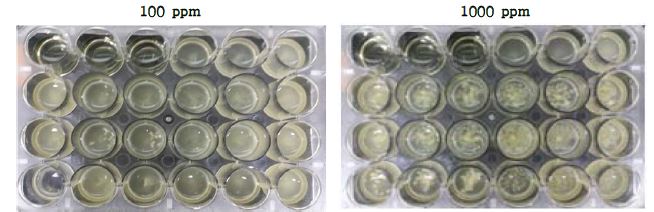 주관기관 제공 6종 점토광물이 Escherichia coli KCCM12119 균주의 생육에 미치는 영향