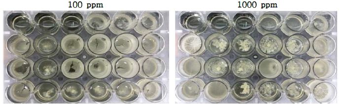 주관기관 제공 6종 점토광물이 Bacillus subtilis JKI-62 균주의 생육에 미치는 영향.