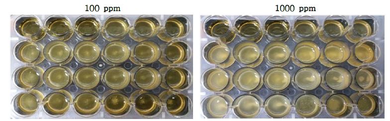 주관기관 제공 6가지 점토광물이 Lactobacillus sakei GAM-HF15-4 균주의 생육에 미치는 영향.