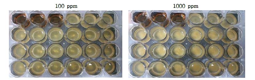 주관기관 제공 6종 점토광물이 Pediococcus pentosaceus KFRI 159 균주의 생육에 미치는 영향.