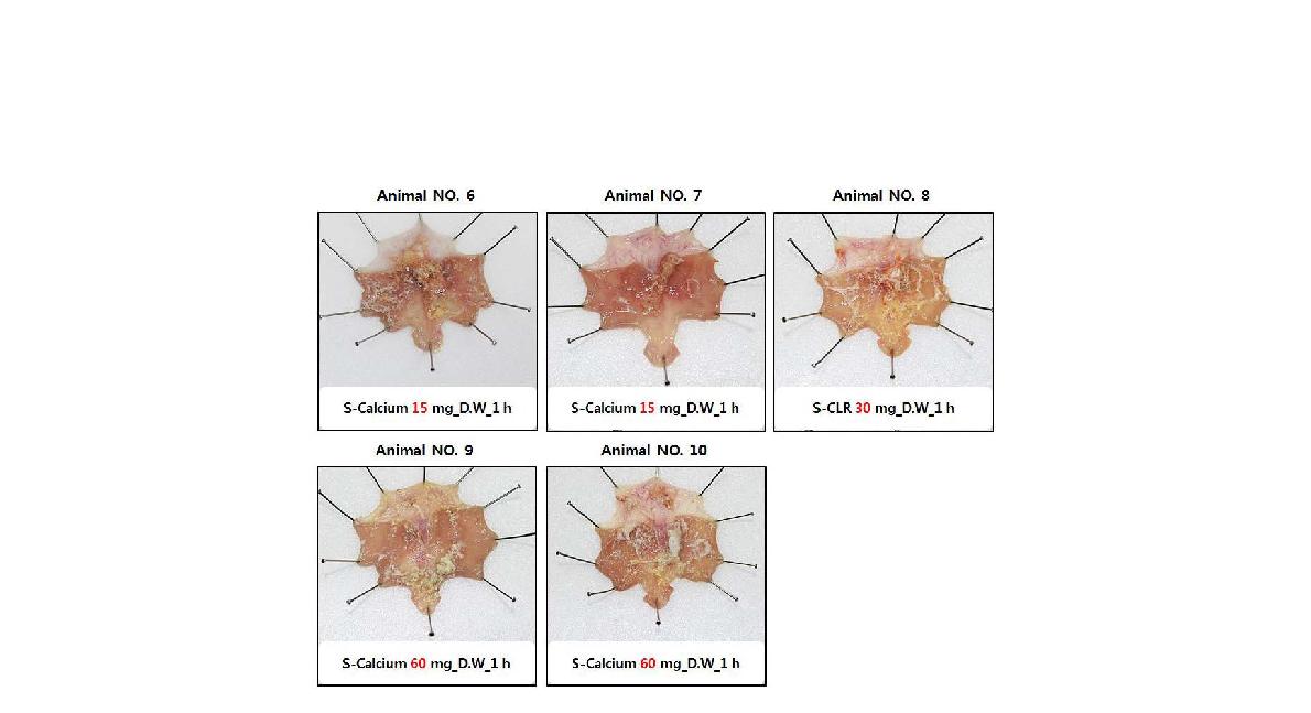 S-Calcium 15 mg, S-CLR 30 mg, S-Calcium 60 mg 경구 투여 1 h 후 위 내벽 도포 상태