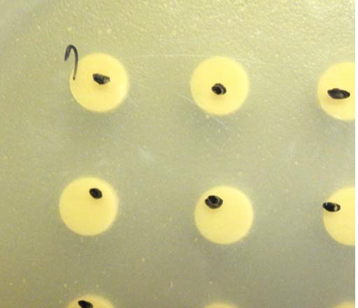 Antibiotics effect of sample (9 type) against Malasezzia furfur. Paper discs contained sample (9 type) were placed on the lawn of microorganisms. Clear zones around the paper discs indicate antibiotic effect.