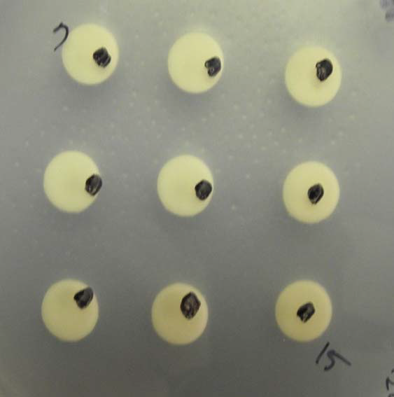 Antibiotics effect of sample (9 type) against Candida albicans. Paper discs contained sample (9 type) were placed on the lawn of microorganisms. Clear zones around the paper discs indicate antibiotic effect.