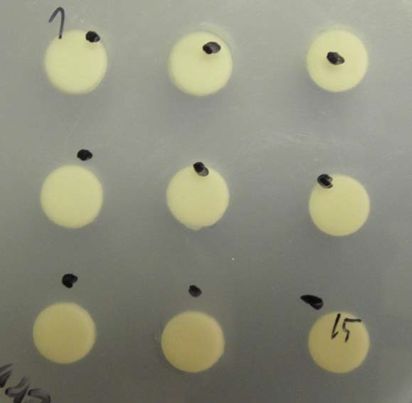 Antibiotics effect of sample (9 type) against Staphylococcus epidermis. Paper discs contained sample (9 type) were placed on the lawn of microorganisms. Clear zones around the paper discs indicate antibiotic effect.