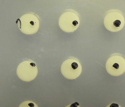 Antibiotics effect of sample (9 type) against Staphylococcus aureus. Paper discs contained sample (9 type) were placed on the lawn of microorganisms. Clear zones around the paper discs indicate antibiotic effect.