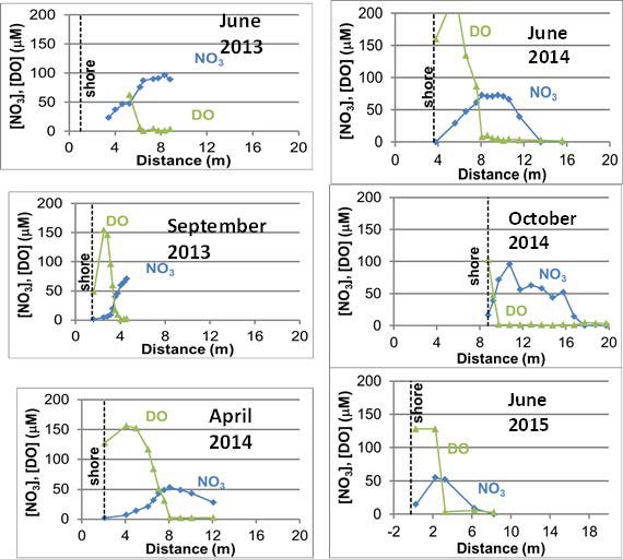 Transects showing dissolved oxygen and nitrate concentrations in groundwater 15 cm under lake-bottom measured from a common, fixed location on shore.