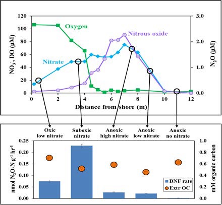 Potential denitrification rates measured on deep (5-130 cm below the lake bottom) sediments collected in June 2014 at various locations along the transect where dissolved, nitrate, and N2O concentrations vary with distance out into the lake. Star shows where sediments were collected at the same (GPS) location in June 2014 and June 2015 (see Figure Potential rates shallow).