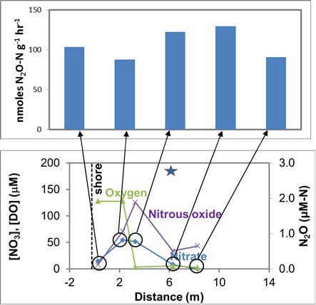 Potential denitrification rates measured on surficial sediments (0-5 cm) collected in June 2015 at various locations along the transect where dissolved, nitrate, and N2O concentrations vary with distance out into the lake. Star shows where sediments were collected at the same (GPS) location in June 2014 and June 2015 (see Figure Potential rates deep).