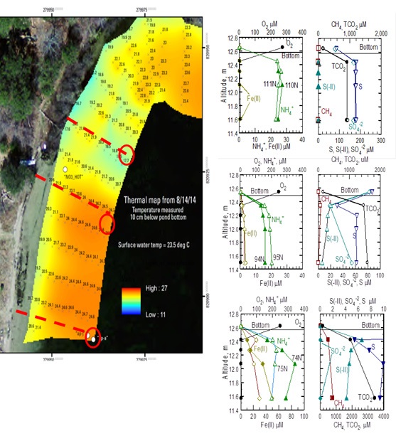 A) Google Earth image of Fishermans Cove in Ashumet Pond showing a shaded contour image based on groundwater temperatures determined 10 cm below the lake-bottom in August 2014. A similar pattern of groundwater temperatures was observed in June 2015. Vertical profiles of groundwater chemistry collected at the ammonium discharge site (B), intermediate site (C), and stagnant site (D). See text for explanation of sites.